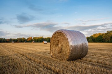 Autumn farmland scattered with wrapped hay bales