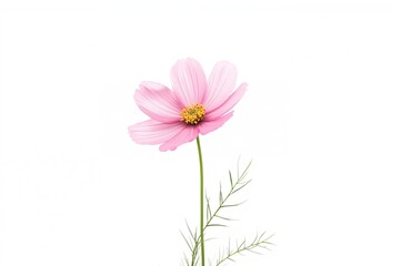 Single pink cosmos bloom against a white backdrop