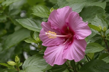 Large pink-purple Hibiscus syriacus 'Woodbridge' flowers with red centers bloom in September