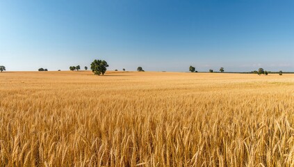 An extensive golden wheat expanse reaches the horizon beneath a bright blue sky, with sporadic trees enhancing the view.