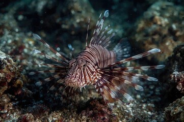 Obraz premium Pterois volitans: The Striking Lionfish Species