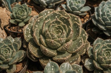 Obraz premium Succulent Lithops aucampia from Southern Africa in a specialized botanical collection
