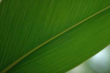 Close-up view of textured green leaf featuring linear patterns