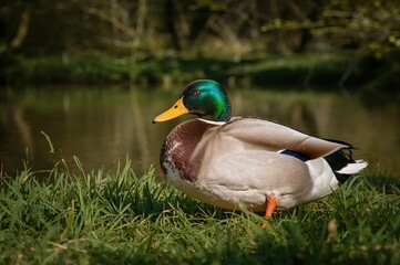 A Waterfowl Species Often Seen in Natural Environments