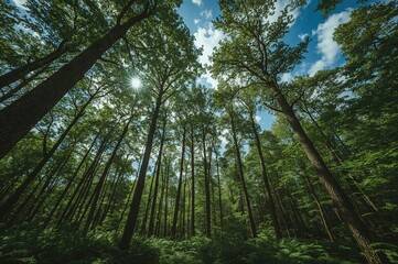 Fototapeta premium Dense tall trees in a vibrant green forest, viewed from below on a bright summer day with no people around