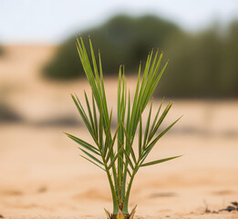 Obraz premium Tree in natural habitat, clear details, sharp texture, high resolution