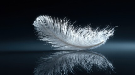 Obraz premium Delicate White Feather Reflecting on Dark Surface