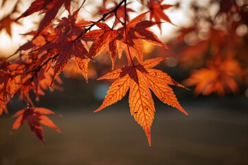 Autumn scene with bright orange Japanese maple foliage