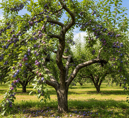 Fototapeta premium Tree in natural habitat, clear details, sharp texture, high resolution