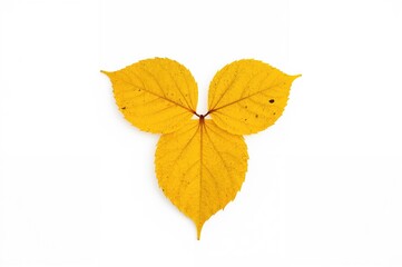 Fototapeta premium Yellow autumn leaf shaped like a heart with four lobes on a white background