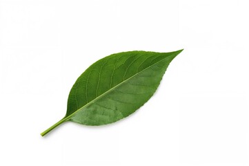 Fototapeta premium Green tea leaf isolated on a white backdrop