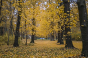 Fototapeta premium Faded fall park backdrop showcasing golden tones, displaying a woodland setting with highlighted tree limbs and drifting leaves, symbolizing a seasonal view.