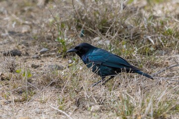 Obraz premium The common grackle searches for food on land, in low water, or among bushes; it often takes food from other birds. Its diet includes insects, eggs, berries, seeds, grains, and small birds.