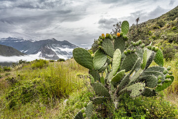 Close-up view of a cactus plant set against the scenic and dramatic Andes Mountains along the Chicaqata Hike near Ollantaytambo, Peru.