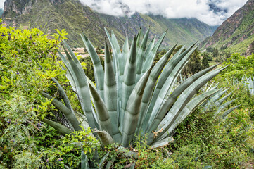 Close-up view of a cactus plant set against the scenic and dramatic Andes Mountains along the Chicaqata Hike near Ollantaytambo, Peru.