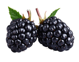 Blackberry Duo: Two Berries with Soft Shadows, Isolated PNG