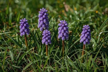 Fototapeta premium Early Spring Bloom of Grape Hyacinth Muscari Armeniacum