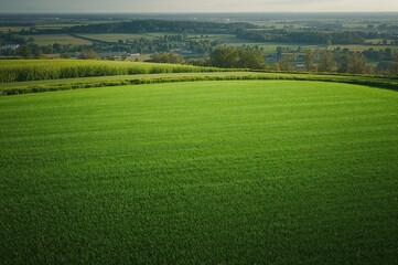Fototapeta premium Lush green field setting created with AI technology