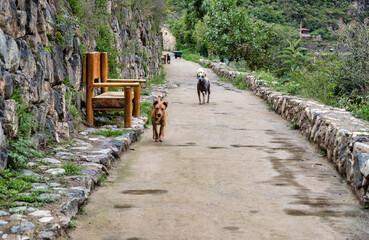 Two stray dogs on the streets of Ollantaytambo town in Peru.