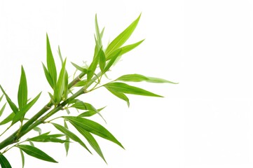 Fototapeta premium Isolated white backdrop featuring lush green bamboo foliage