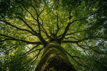 Fototapeta premium View from beneath a lush green tree illuminated by sunlight
