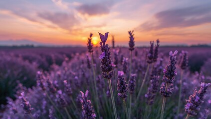 Fototapeta premium Fragrant violet lavender blossoms waving in the breeze at sunset, used for aromatherapy and perfume production.