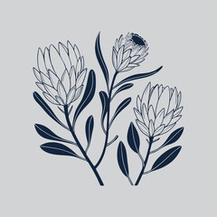 Monochrome Strawflower Floral Illustration