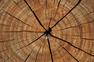 Stunning pattern revealed in a fallen tree