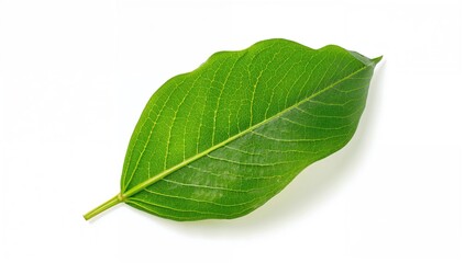 Obraz premium Isolated green leaf of eggplant on a white backdrop. Natural foliage design. Edible plant element.