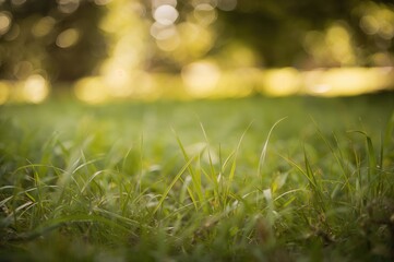 Naklejka premium Blurred grass with natural park scenery