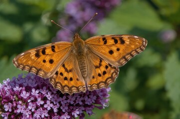 Large spotted fritillary butterfly resting on a violet butterfly shrub