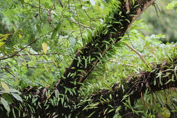 Fresh green parsley leaves on a natural garden field with a lush background of plants and trees