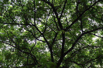 Green tree branches and lush foliage in a sun-dappled forest in the summer