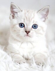 Obraz premium A captivating close-up of a fluffy, white kitten with striking blue eyes, nestled on a soft, white fur surface.