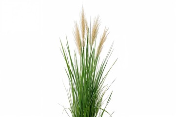 Fototapeta premium Isolated bunch of tall grass with visible fine blades and natural texture on a white backdrop with clipping paths.