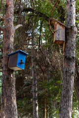 Two homemade wooden birdhouses are attached to the trunks of nearby pines
