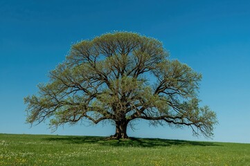 Obraz premium Springtime meadow featuring an oak tree under a clear blue sky