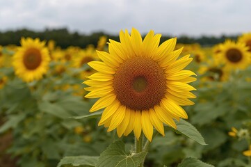 Obraz premium Large yellow Helianthus annuus plants thriving in a summer field. Radiant sunflowers in full bloom creating a vivid floral backdrop. Countryside landscape with sunflowers under a clear sky.