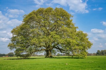 Fototapeta premium Springtime oak growing in a lush meadow