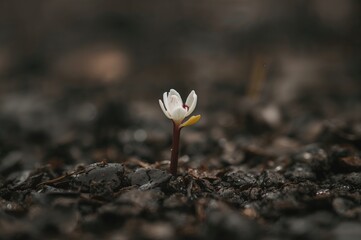 Close-up of a rare young plant with white foliage emerging from wet soil after rainfall, showcasing nature's spring growth and vibrant earth tones