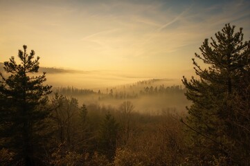 Fototapeta premium Golden dawn illuminating pine trees on gentle slopes