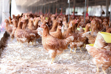 A lot of brown chicken in chicken farm