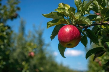 A bright scarlet apple dangles from a branch in a sun-drenched grove, with a clear azure sky enhancing the rich greenery and mature fruit.