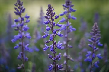 Fototapeta premium Detailed view of a blue-purple lobelia bloom during the summer season