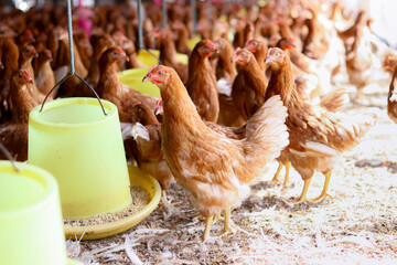 A lot of brown chicken in chicken farm © maybeiii
