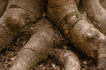 Fototapeta premium Detailed view of a miniature treeâ€™s trunk and bark texture
