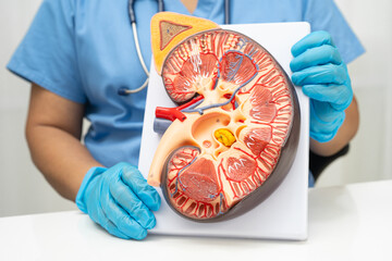 Chronic kidney disease, Asian woman with model for treatment urinary system, urology, Estimated...
