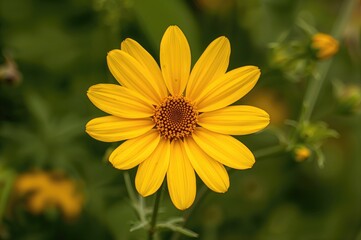 Obraz premium Detailed view of a bright yellow flower with natural green surroundings during the warm season