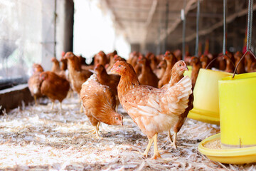 A lot of brown chicken in chicken farm