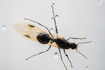 Ant drinks water from rainfall in rainy weather